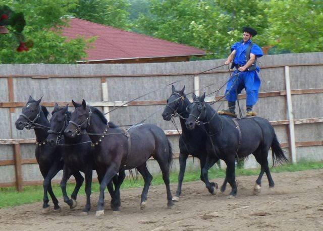 budapest-horsefarm32