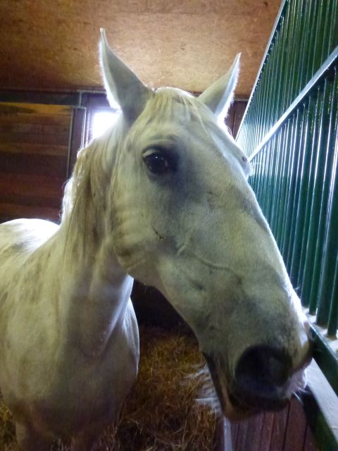budapest-horsefarm35