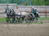 budapest-horsefarm26