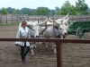 budapest-horsefarm27
